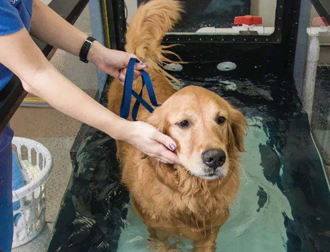 A Dog Receives Water Therapy